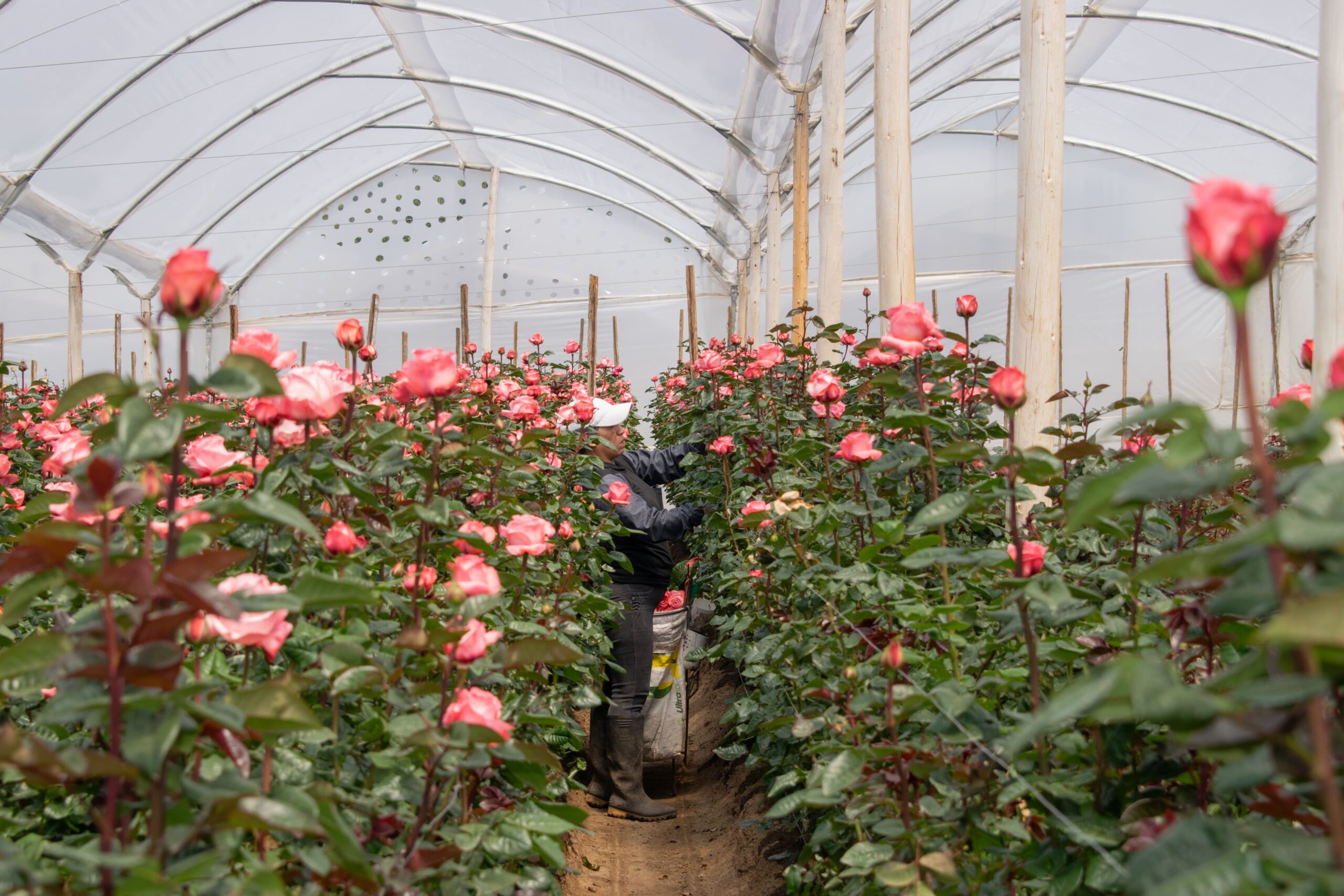 About Us - Alisroses | Premium Roses