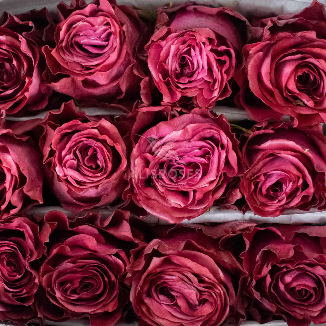 Blueberry Rose by Alisroses Ecuador