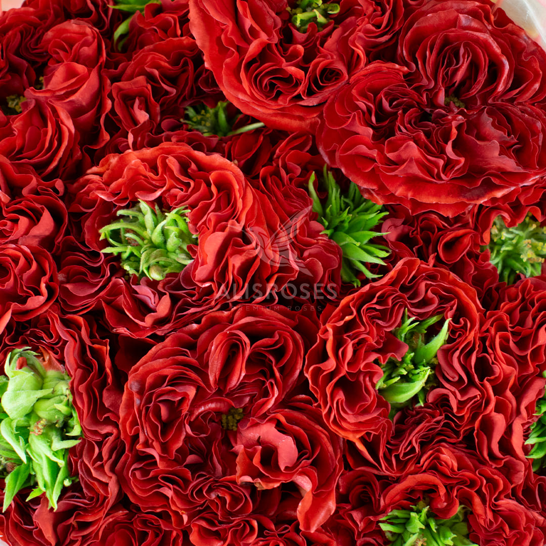 Red Eye Alisroses (1)
