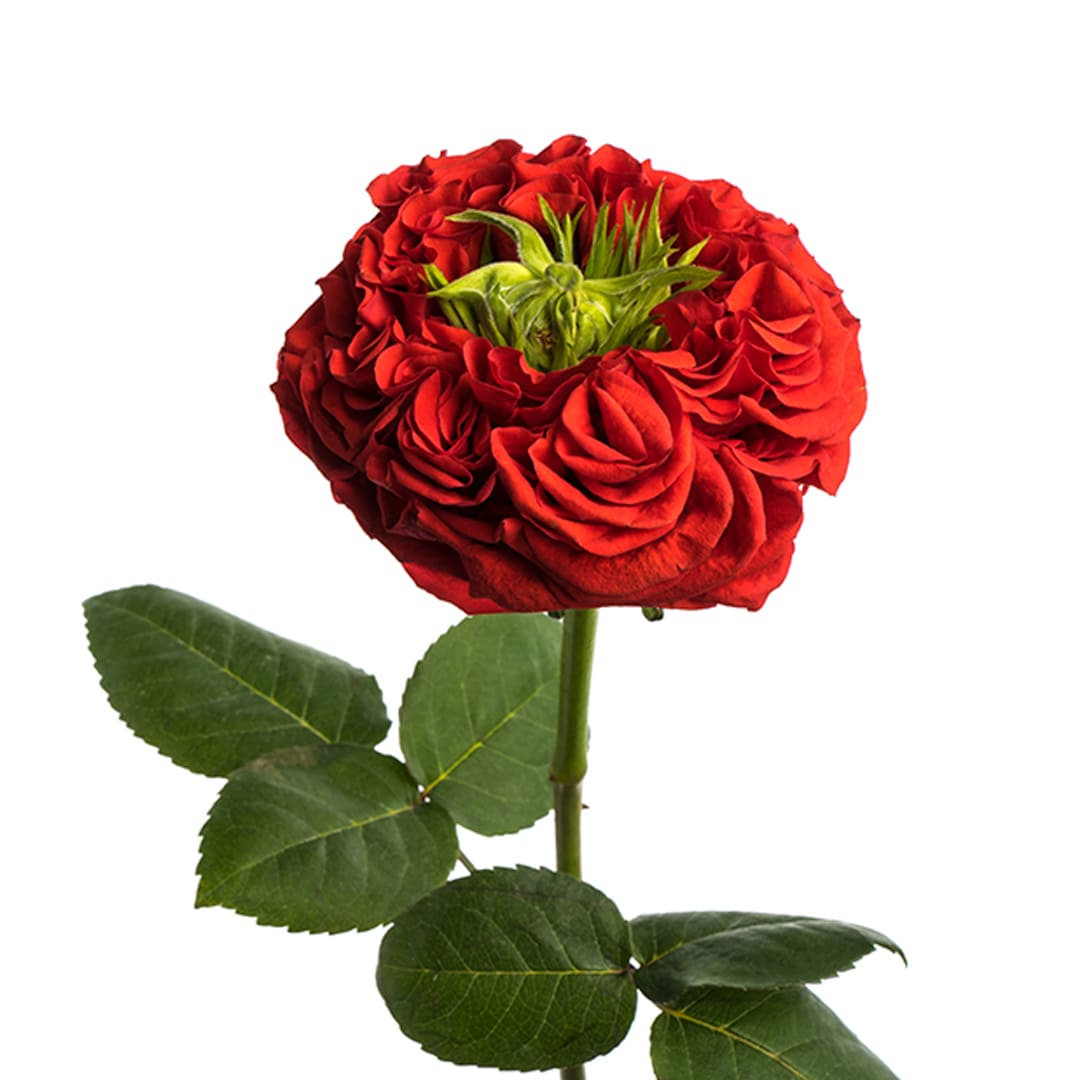 Red Eye Alisroses 2 (1)