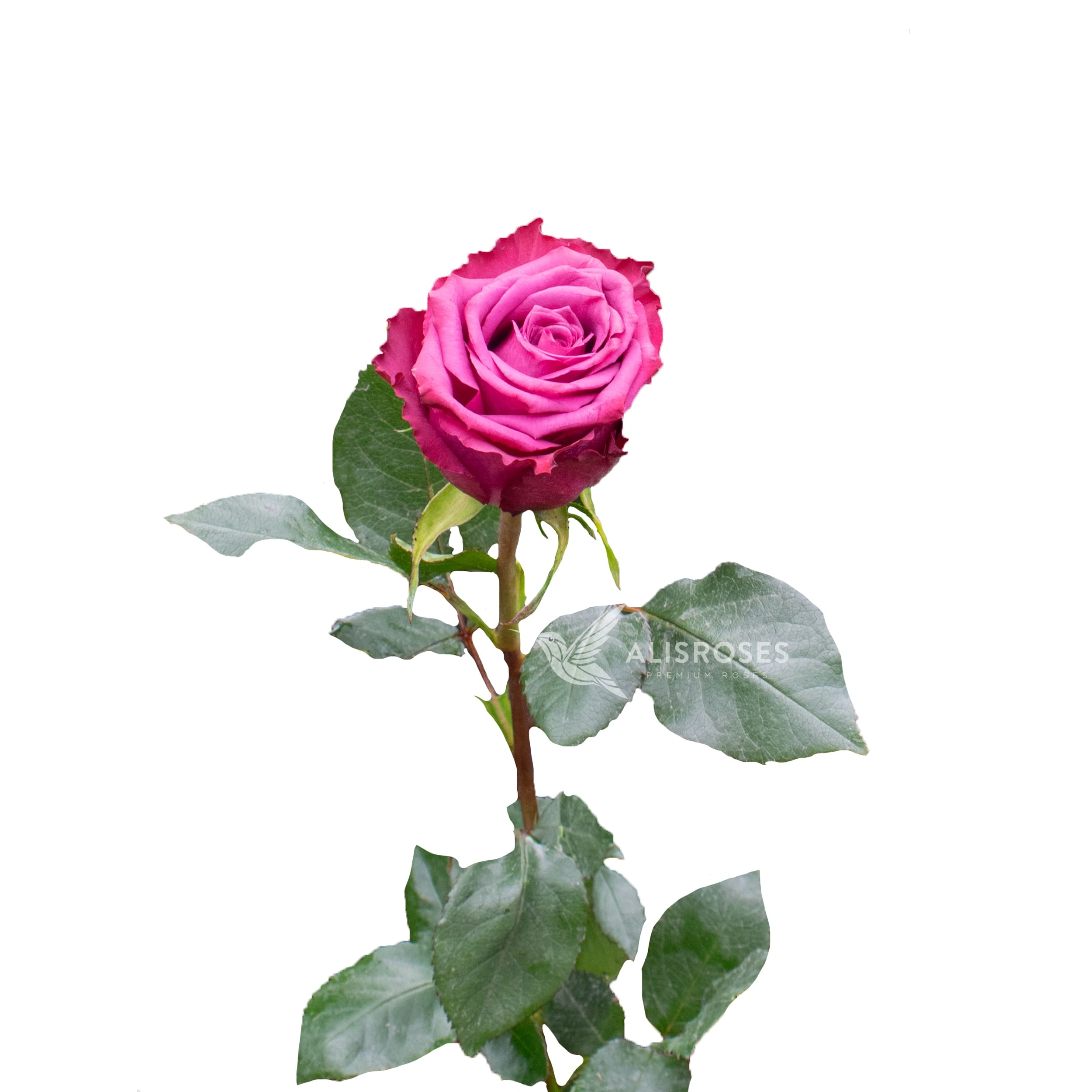 Blueberry Rose by Alisroses