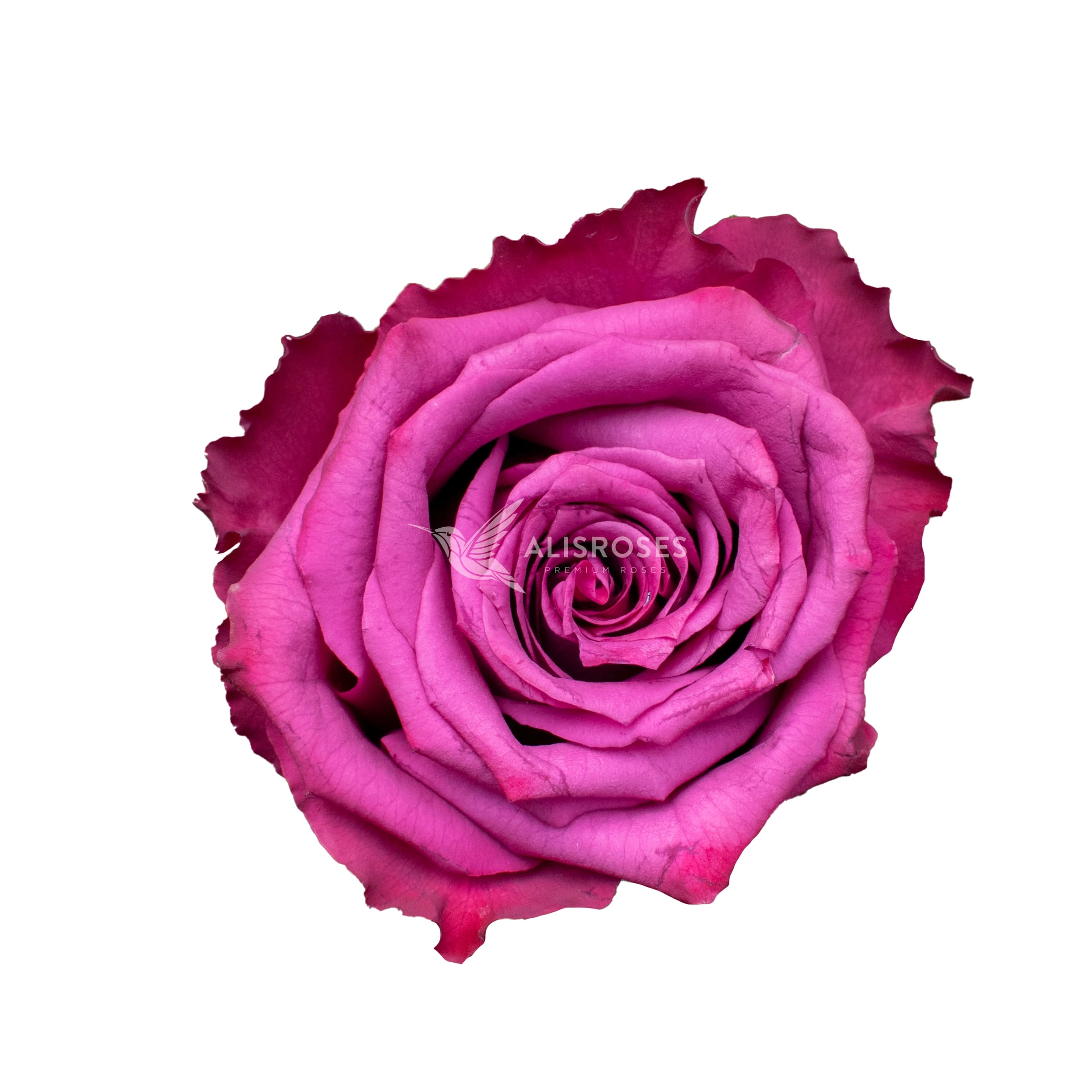 Blueberry Rose by Alisroses