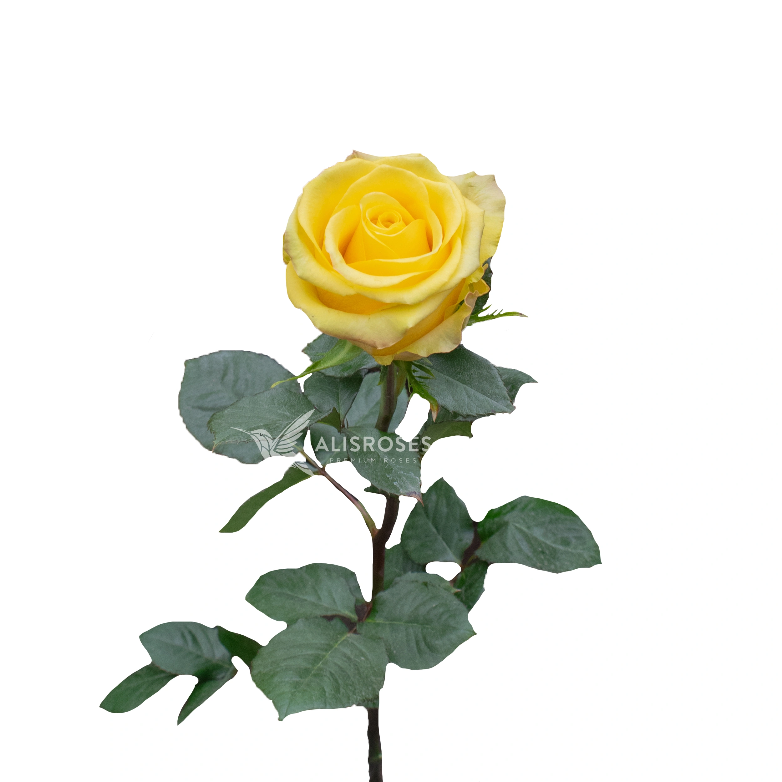 Cancun Rose by Alisroses