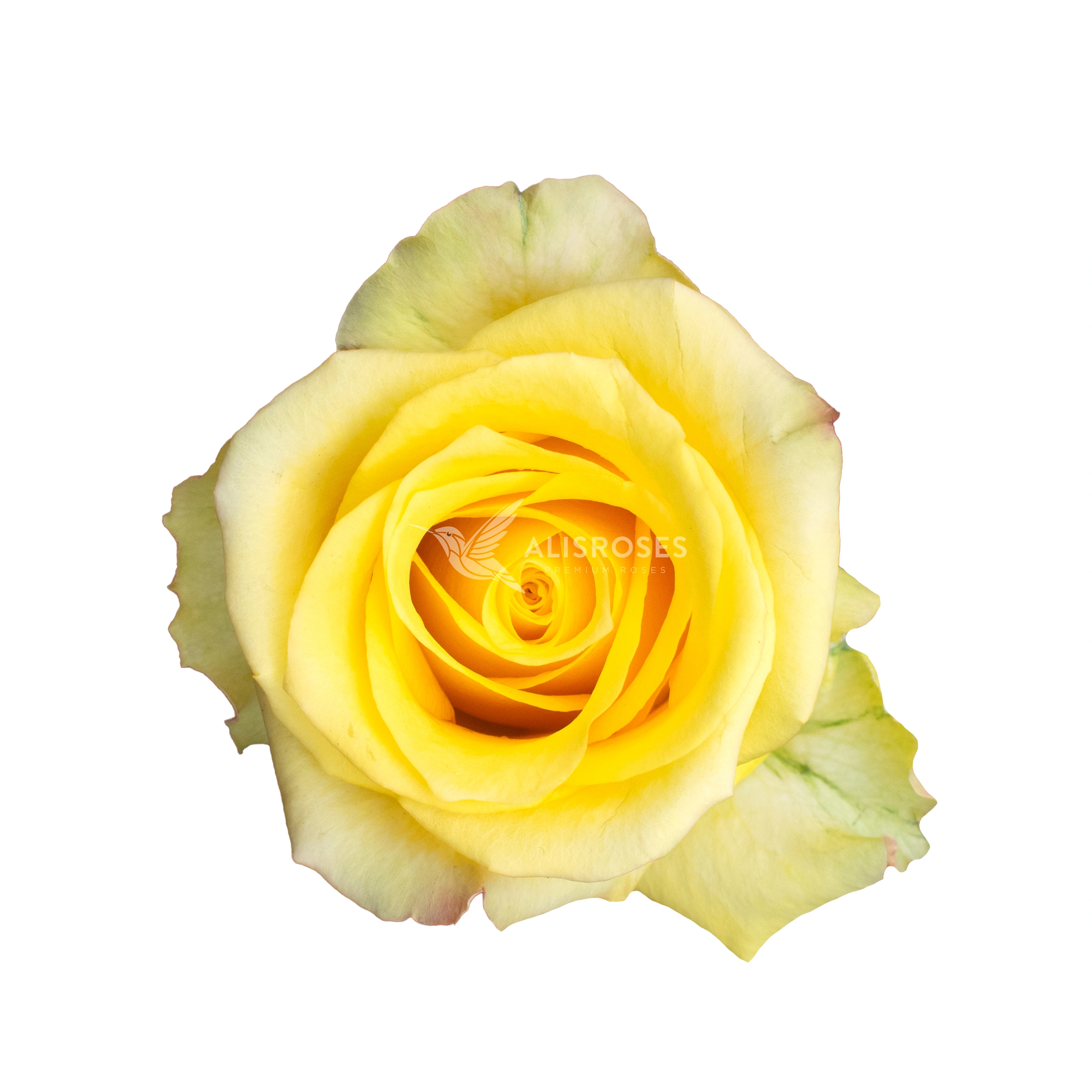Cancun Rose by Alisroses