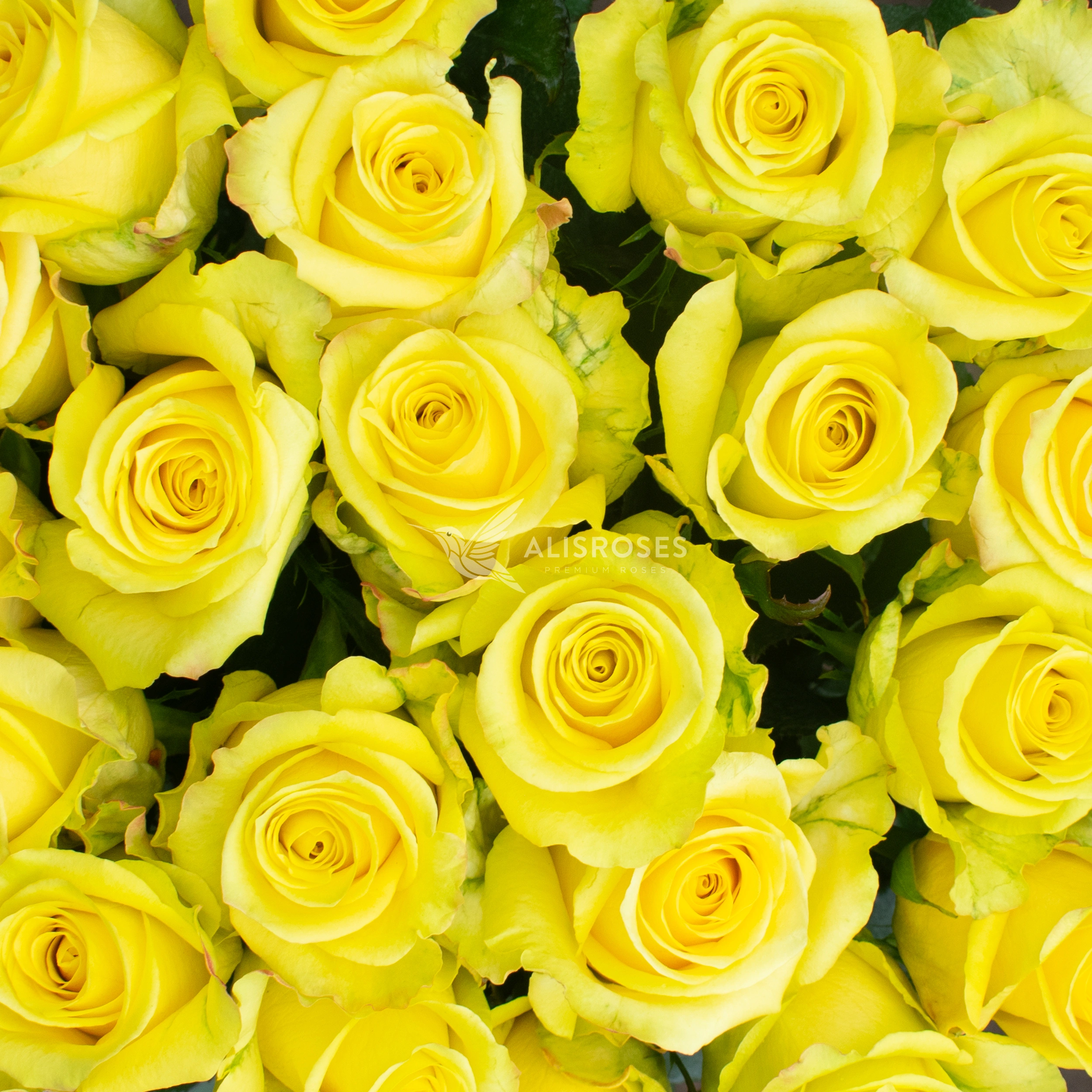 Cancun Rose by Alisroses