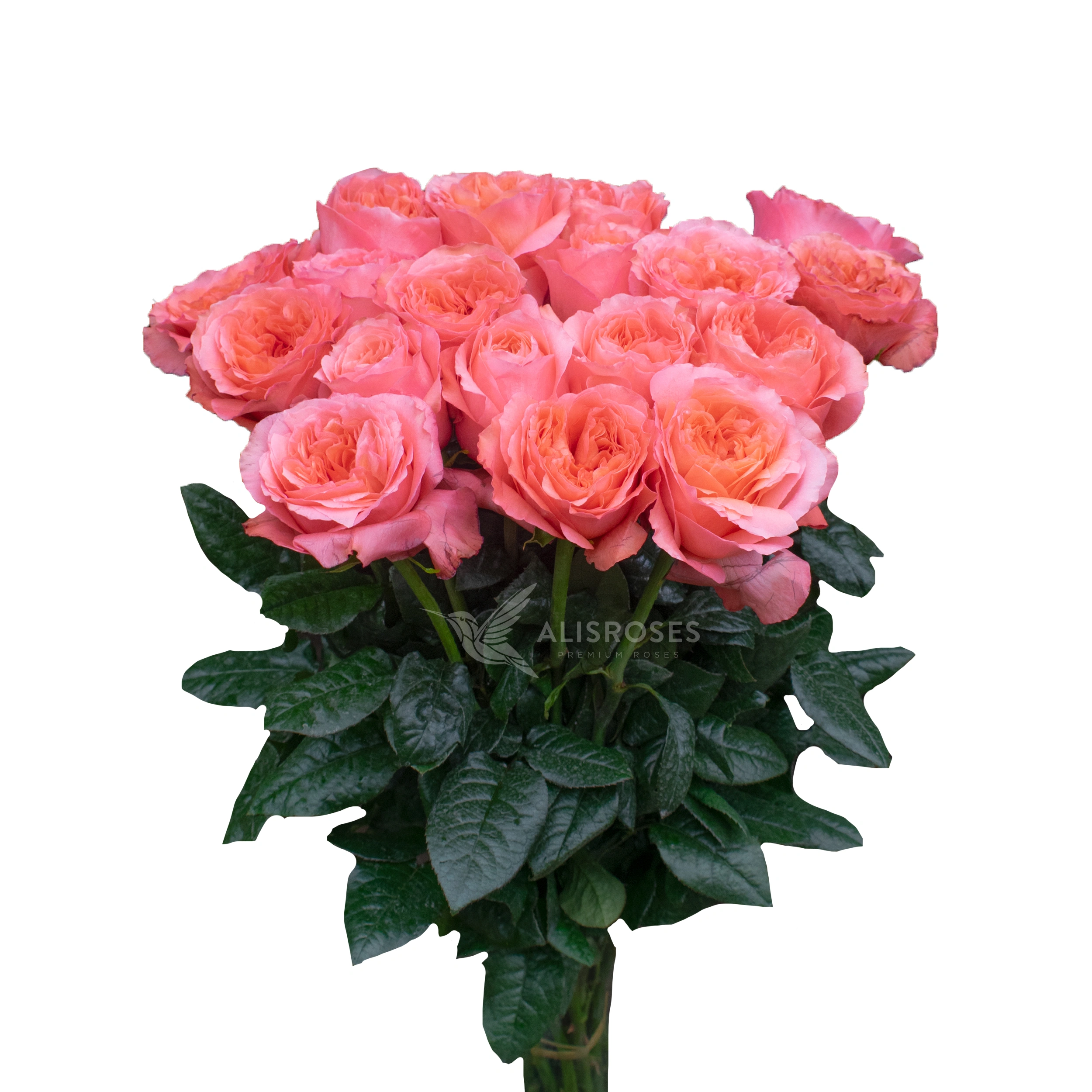 Candy X-Pression Rose by Alisroses