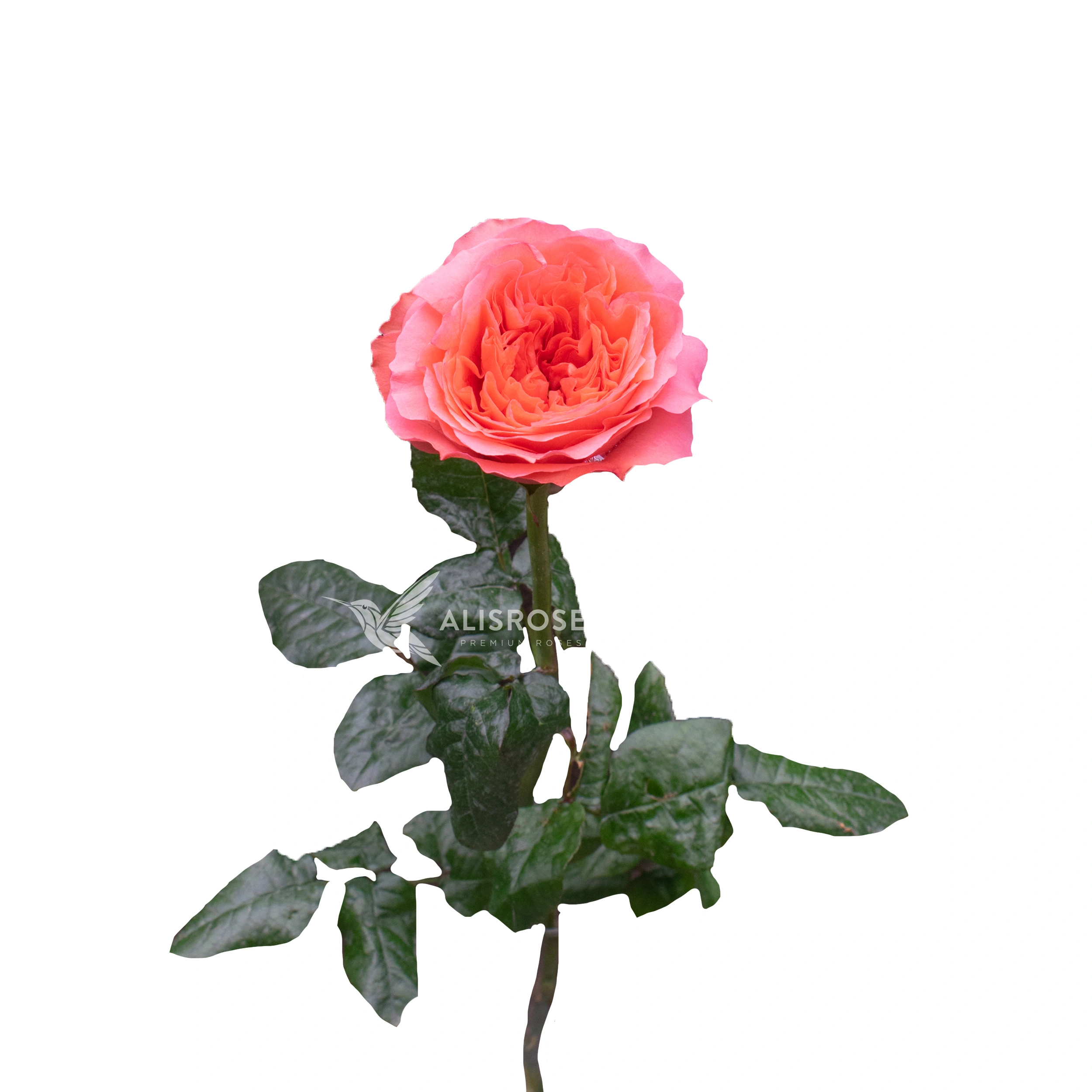 Candy X-Pression Rose by Alisroses