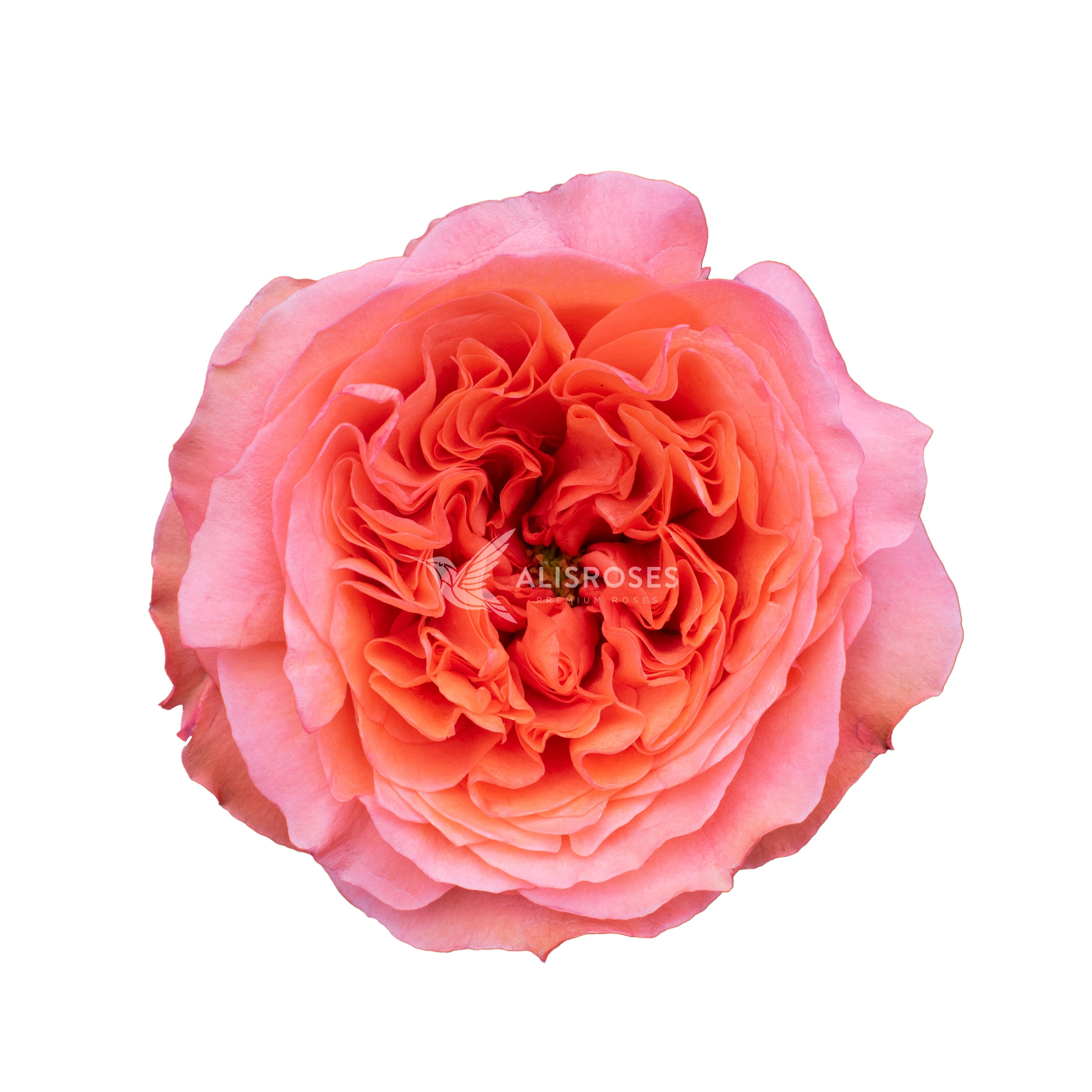 Candy X-Pression Rose by Alisroses