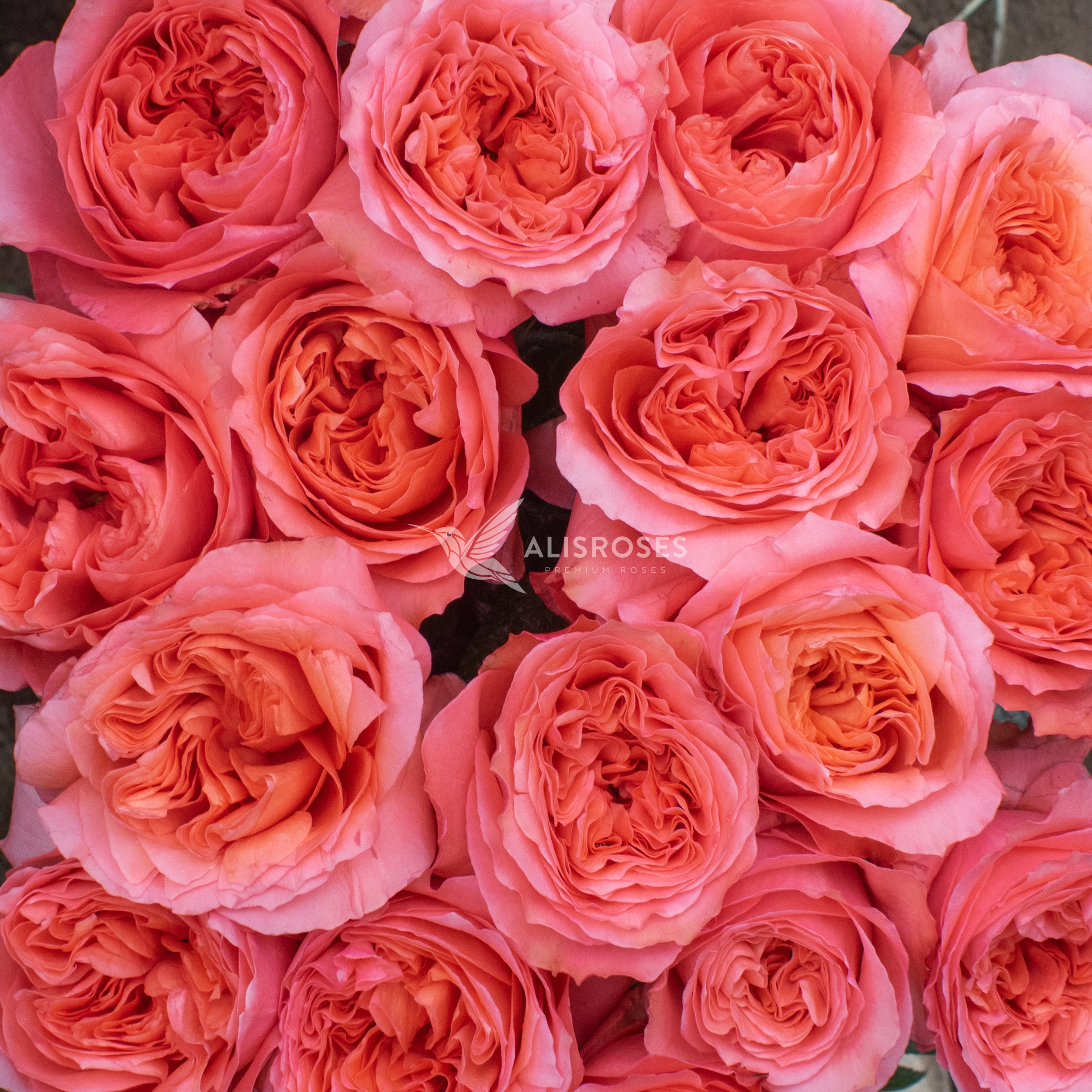 Candy X-Pression Rose by Alisroses