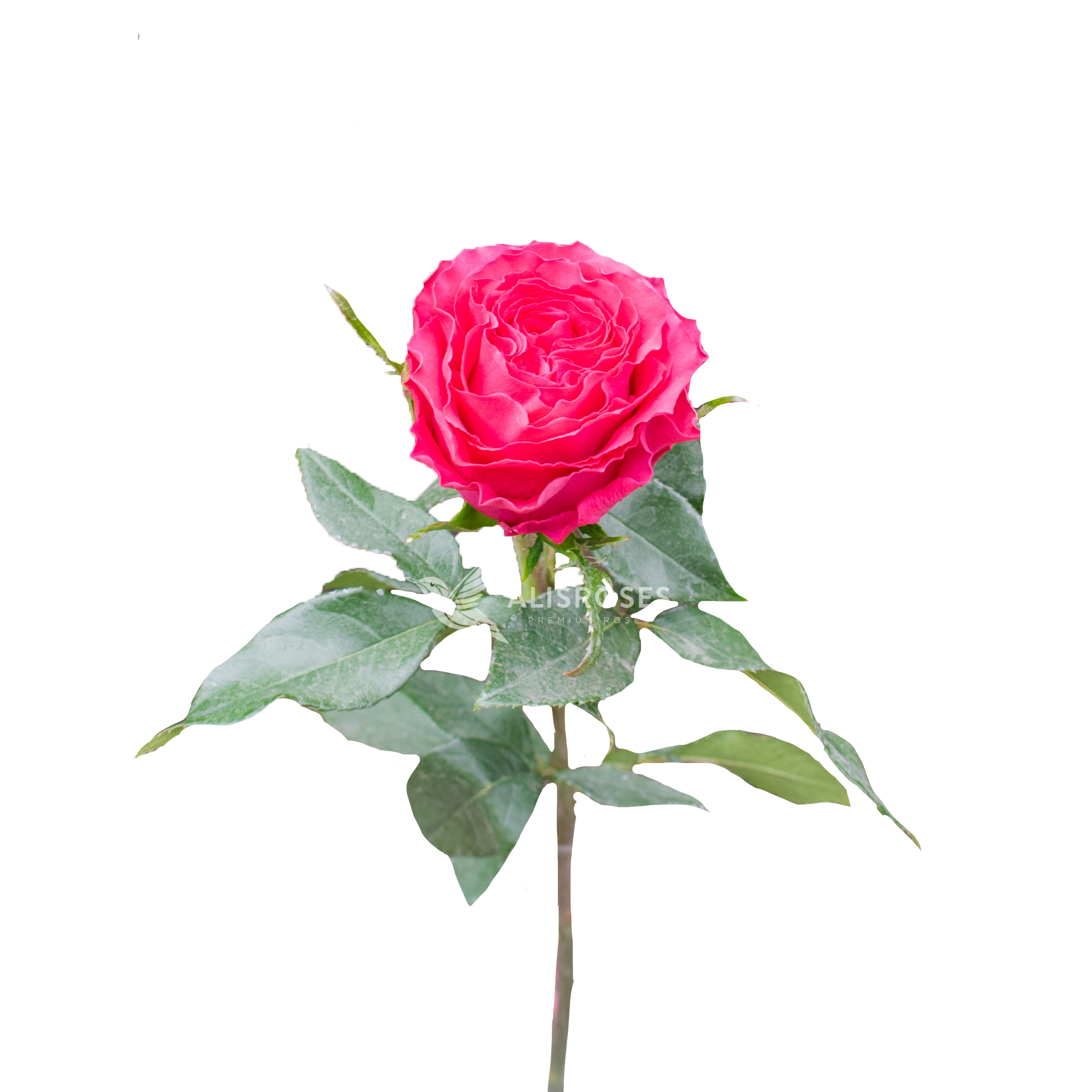 Hot Spot Rose by Alisroses