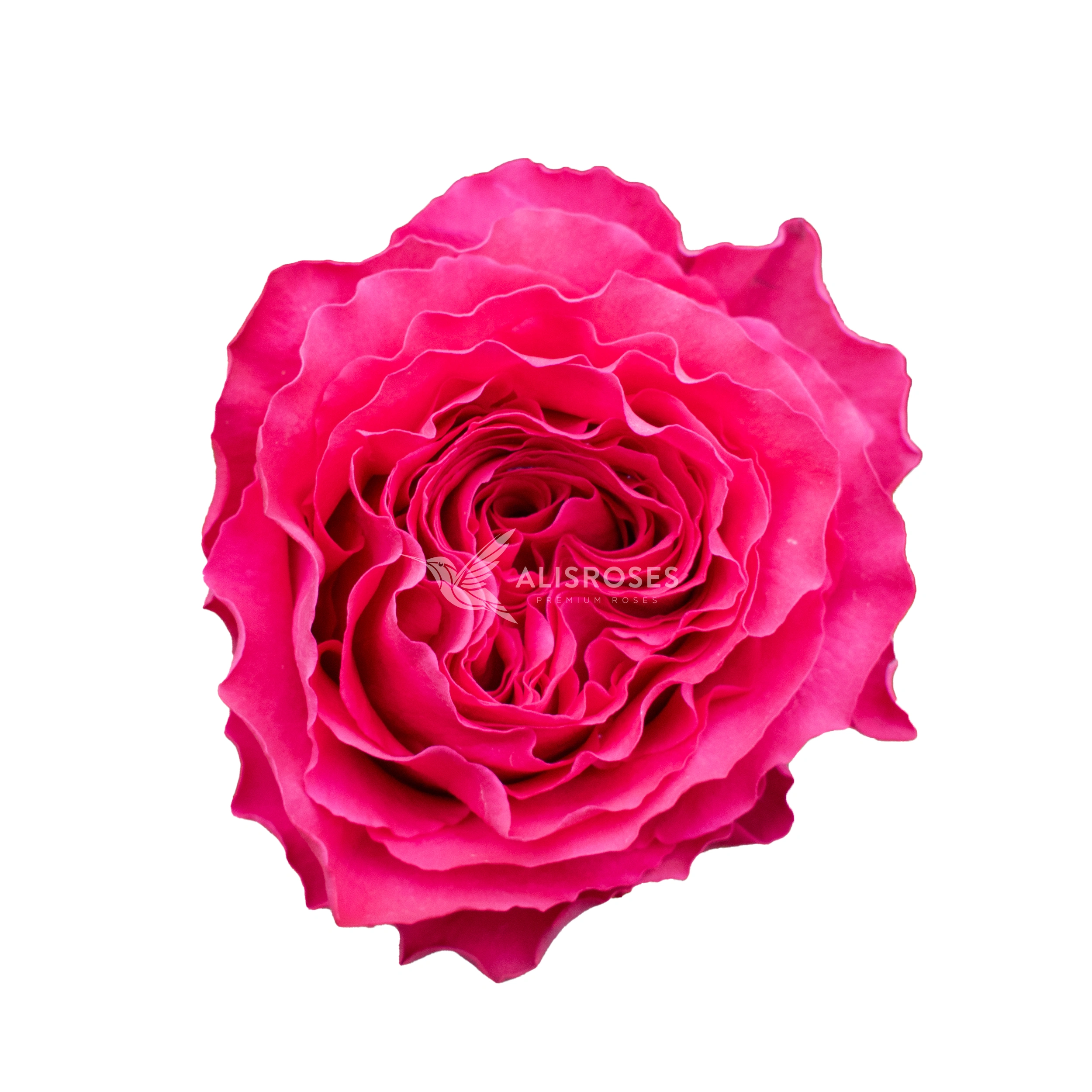 Hot Spot Rose by Alisroses