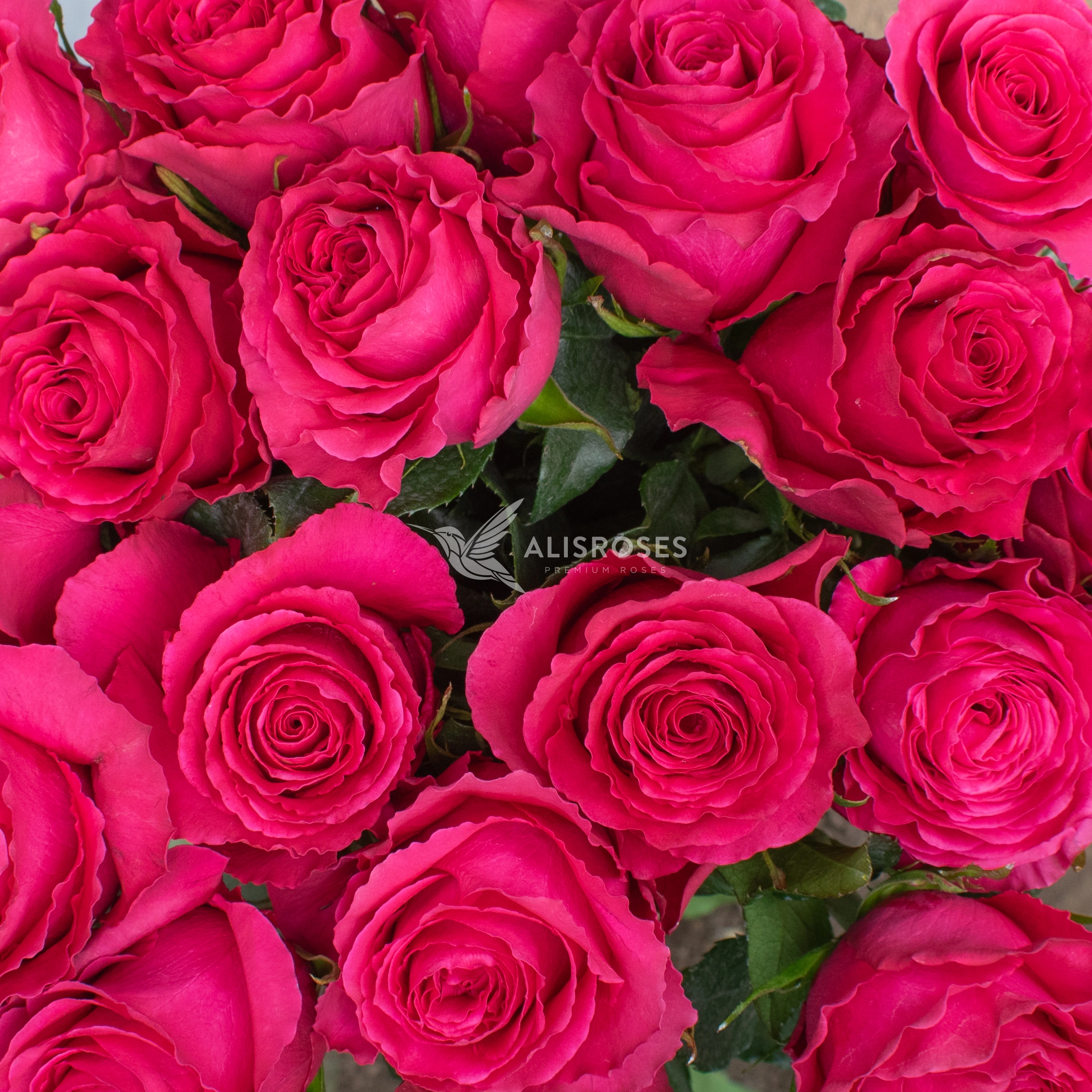 Hot Spot Rose by Alisroses